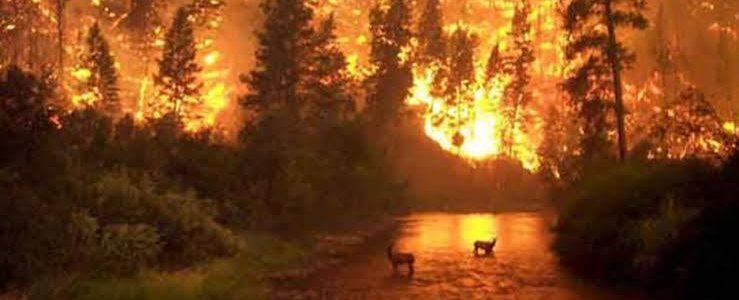 Uttarakhand जंगलों में भीषण आग, कारण जान मंत्री, अधिकारी से बॉलीवुड तक हैरान, चौंक जाओगे आप भी Uttarakhand जंगलों में भीषण आग, कारण जान मंत्री, अधिकारी से बॉलीवुड तक हैरान, चौंक जाओगे आप भी
