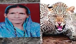 Uttarakhand : महिला का शिकार करने वाला तेंदुआ अभी नहीं आया पकड़ में, लगी हुई हैं कई टीम, इलाके के गांवों में दहशत