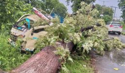 हरिद्वार में बारिश से वाहन पर गिरा पेड़, चालक की मौके पर ही मौत