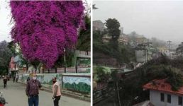अल्मोड़ा शहर की शान, दो पेड़ो की प्रेम कहानी खत्म, भावुक हुए लोग, बोले कई यादें जुड़ी हैं