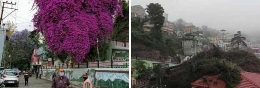 अल्मोड़ा शहर की शान, दो पेड़ो की प्रेम कहानी खत्म, भावुक हुए लोग, बोले कई यादें जुड़ी हैं अल्मोड़ा शहर की शान, दो पेड़ो की प्रेम कहानी खत्म, भावुक हुए लोग, बोले कई यादें जुड़ी हैं