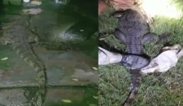 Uttarakhand घर में मगरमच्छ घुसने से हड़कंप, रात को सोये हुए थे लोग, फिर क्या हुआ पढ़िए