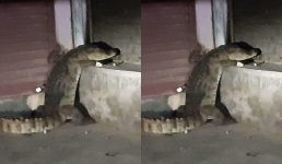 Uttarakhand गांव की गलियों में घूमने लगा मगरमच्छ, मची दहशत और पढ़िए फिर क्या हुआ