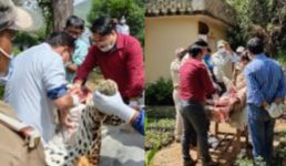 Uttarakhand दो लोगों को निवाला बनाने वाला तेंदुआ शिकारी की गोली से ढेर, लोगों ने ली राहत की सांस