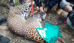 Video शिकार के लिए लगाया था फंदा, फंस गया तेंदुआ, तेंदुए को बचाया पर अब शिकारी की हो रही तलाश