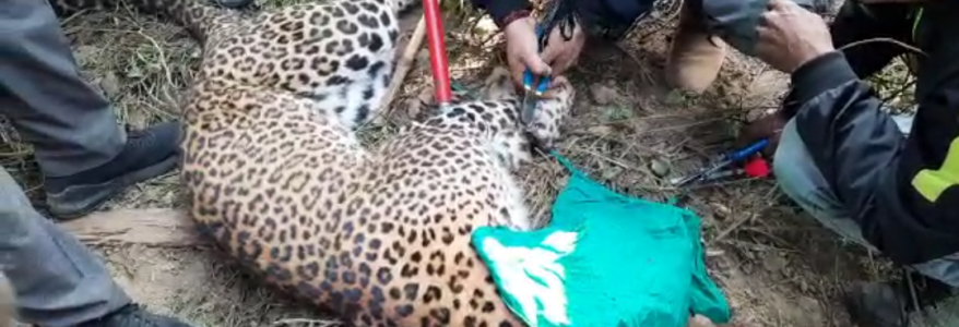 Video शिकार के लिए लगाया था फंदा, फंस गया तेंदुआ, तेंदुए को बचाया पर अब शिकारी की हो रही तलाश