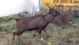 हरिद्वार में घुस आया जंगली जानवर सांभर, सड़कों पर मचाया हुड़दंग, फिर क्या हुआ पढ़िए