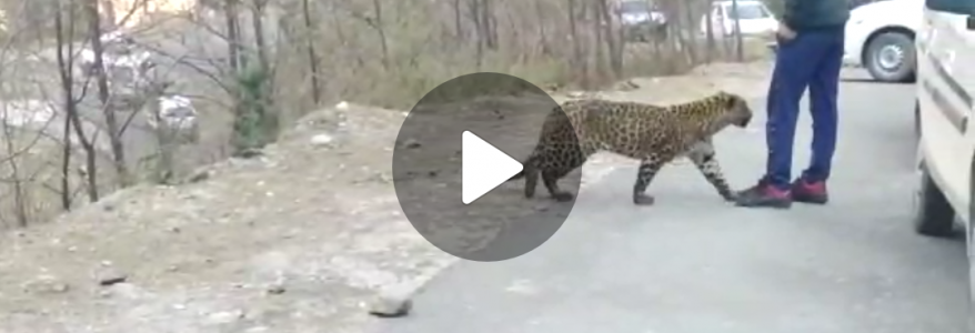 Video पहाड़ में जंगल से निकलकर आया तेंदुआ, और लोगों के साथ खेलने लगा Video पहाड़ में जंगल से निकलकर आया तेंदुआ, और लोगों के साथ खेलने लगा