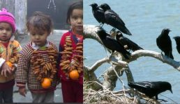 Uttarakhand बर्ड फ्लू के बीच ‘ घुघुतिया त्यार ‘, ये खबर जरूर पढ़ें और रहें सावधान