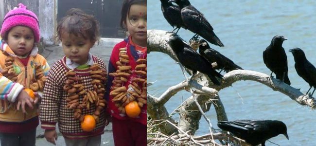 Uttarakhand बर्ड फ्लू के बीच ‘ घुघुतिया त्यार ‘, ये खबर जरूर पढ़ें और रहें सावधान Uttarakhand बर्ड फ्लू के बीच ‘ घुघुतिया त्यार ‘, ये खबर जरूर पढ़ें और रहें सावधान