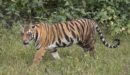 Uttarakhand नहीं थम रहा मानव-वन्यजीव संघर्ष, बाघ ने महिला को निवाला बनाया