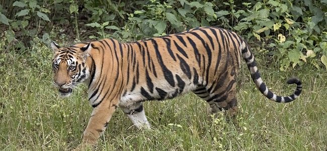 Uttarakhand नहीं थम रहा मानव-वन्यजीव संघर्ष, बाघ ने महिला को निवाला बनाया Uttarakhand नहीं थम रहा मानव-वन्यजीव संघर्ष, बाघ ने महिला को निवाला बनाया