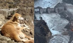 Uttarakhand खाना छोड़कर सिर्फ नदी को देख रही बेजुबान, आपदा में इसका सबकुछ हुआ खत्म