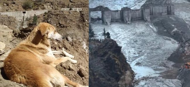 Uttarakhand खाना छोड़कर सिर्फ नदी को देख रही बेजुबान, आपदा में इसका सबकुछ हुआ खत्म Uttarakhand खाना छोड़कर सिर्फ नदी को देख रही बेजुबान, आपदा में इसका सबकुछ हुआ खत्म