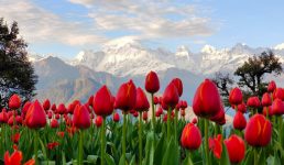 Uttarakhand अब कश्मीर जाने की जरुरत नहीं, यहां बन गया है खूबसूरत ट्यूलिप गार्डन, तस्वीरें देखिए