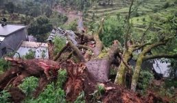 Uttarakhand बागेश्वर में मकान के ऊपर आधी रात को पेड़ गिरा, बच्चे सहित महिला की मौत, 7 लोग घायल