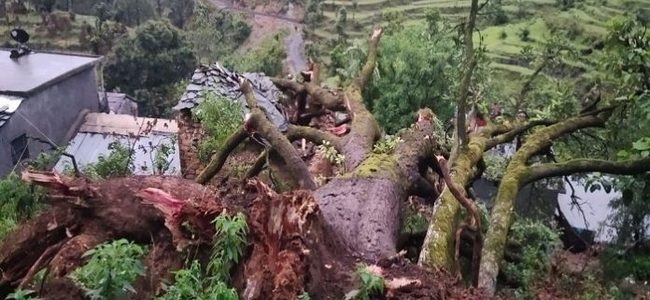 Uttarakhand बागेश्वर में मकान के ऊपर आधी रात को पेड़ गिरा, बच्चे सहित महिला की मौत, 7 लोग घायल