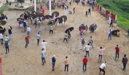 Uttarakhand देवीधुरा बग्वाल में फल, फूल और पत्थरों की बरसात, 75 बग्वाली वीर हुए घायल
