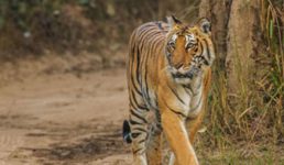 जिम कॉर्बेट टाइगर रिजर्व पार्क में नाइट स्टे करें, 1 अक्टूबर से ऑनलाइन बुकिंग होगी शुरू