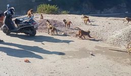 Uttarakhand वन विभाग ने किया बंदरों के स्वभाव का अध्ययन, चौंकाने वाले तथ्य आए सामने