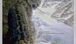 Uttarakhand नंदा देवी राष्ट्रीय पार्क के ट्रैप कैमरों में हिम तेंदुओं की तस्वीरें कैद, लाल लोमड़ी और हिमालयी थार भी दिखे