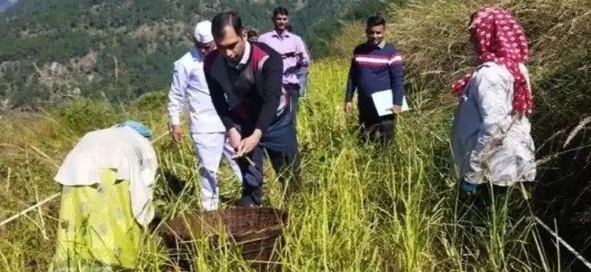 उत्तराखंड के किसानों से राज्य सरकार ने इस साल 3100 मीट्रिक टन मंडुआ खरीदा, किसानों से 4200 प्रति कुंतल के मूल्य पर की खरीद