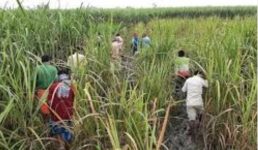 नानकमत्ता में गुलदार ने 10 साल की बच्ची को मार डाला, गन्ने के खेत में मिला क्षत-विक्षत शव