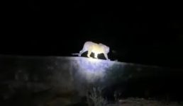 Video देहरादून के इस इलाके में दिखा गुलदार, लोगों के उड़े होश