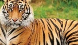 उत्तराखंड के रामनगर में बाइकसवार 3 दोस्तों में से 1 को बाघ खींच ले गया, तलाश जारी