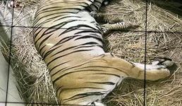 दिल्ली जू में बाघिन ने दिया खूबसूरत शावकों को जन्म, इस तस्वीर को देखकर आप भी खुश हो जाएंगे