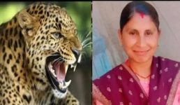 उत्तरकाशी में गुलदार ने आंगनबाड़ी कार्यकर्ता को बनाया शिकार, इलाके में भय का माहौल