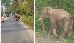 यहां रोड पर आए जंगली हाथी का वीडियो बनाने लगी युवती, गजराज को आ गया गुस्सा और फिर…..