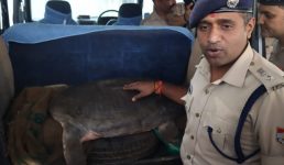 उत्तराखंड में यहां 40 किलो 500 ग्राम वजन के प्रतिबंधित कछुए के साथ एक युवक गिरफ्तार, मुकदमा दर्ज