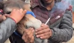 Video क्रूरता, केदारनाथ में खच्चर को पिला दी चरस, ताकि वो नशे में ज्यादा यात्री ढो सके