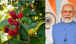 पीएम मोदी तक भी पहुंच गया इस सीजन का काफल, इसे खाकर क्या बोले प्रधानमंत्री, पढ़िए