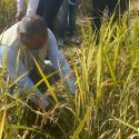 Uttarakhand यहां जिलाधिकारी खुद काटने लगे धान की फसल, पढ़िए क्या है मामला