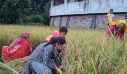 Uttarakhand खेत में फसल काटती डीएम का फोटो वायरल, पढ़िए क्या है मामला