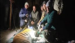 भीमताल का आदमखोर बाघ पकड़ा गया, क्षेत्रवासियों ने ली राहत की सांस