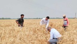 Uttarakhand यहां खेत में गेहूं की फसल काटते नजर आए जिलाधिकारी, पढ़िए क्या है मामला
