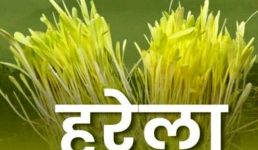 मुख्यमंत्री ने प्रदेशवासियों को हरेला पर्व की दी शुभकामना, कहा हमारे लोक पर्व हमारी सांस्कृतिक विरासत की हैं पहचान