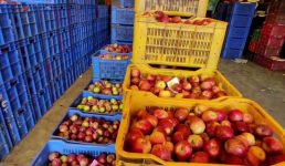 मुख्यमंत्री द्वारा आपदा प्रभावित धराली क्षेत्र के सेब उत्पादकों के हित में महत्वपूर्ण घोषणा, रॉयल डिलीशियस सेब रू. 51 प्रति किग्रा तथा रेड डिलीशियस सेब एवं अन्य सेब रू. 45 प्रति किग्रा की दर पर खरीदेगा उद्यान विभाग